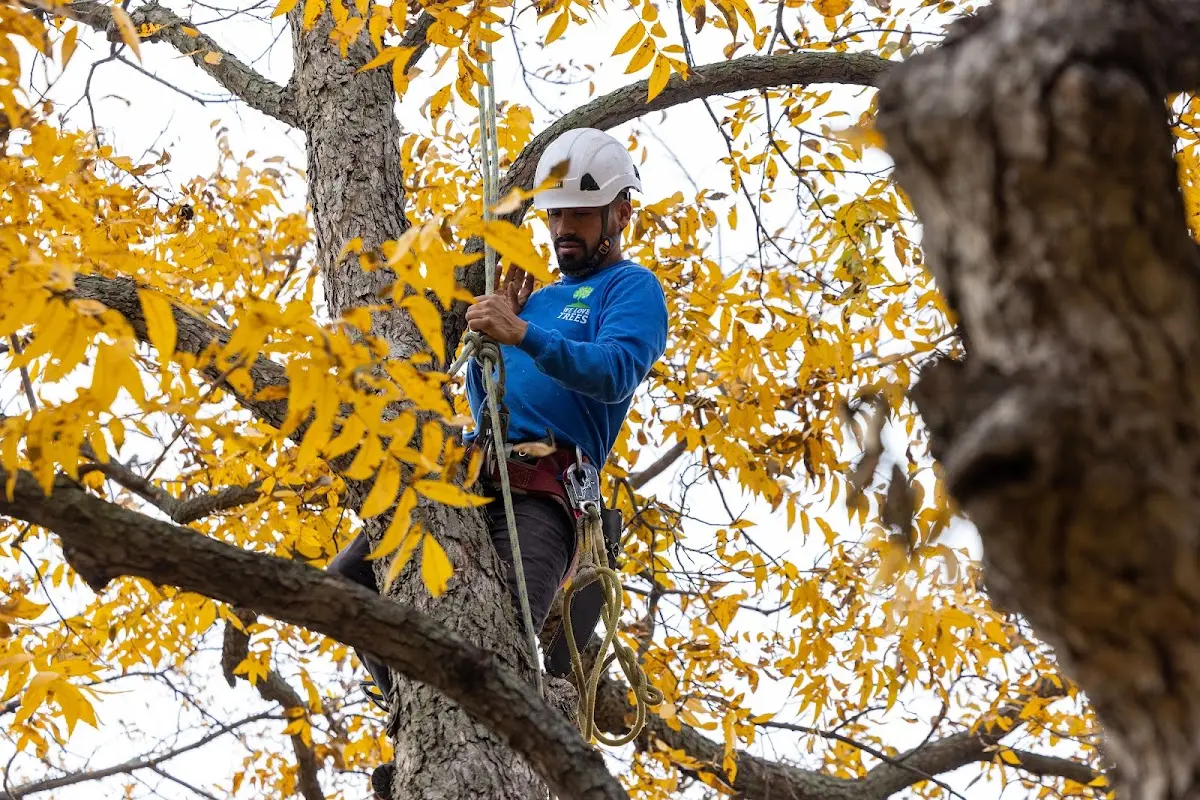 Skilled Tree Transplanting crew working in Samaria